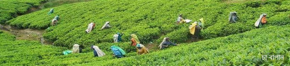 Tea garden