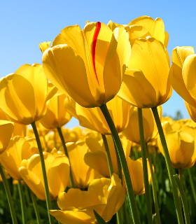 সজল কান্তি তালুকদার