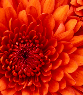 Md. Mustafizur Rahman