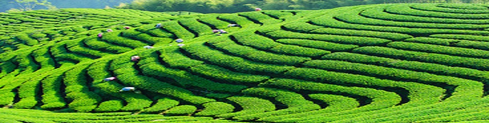 চা বাগানের ছবি